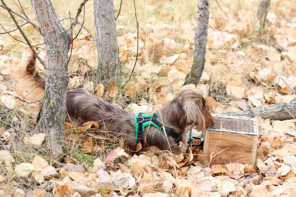 A dog is laying in the leaves near some trees.