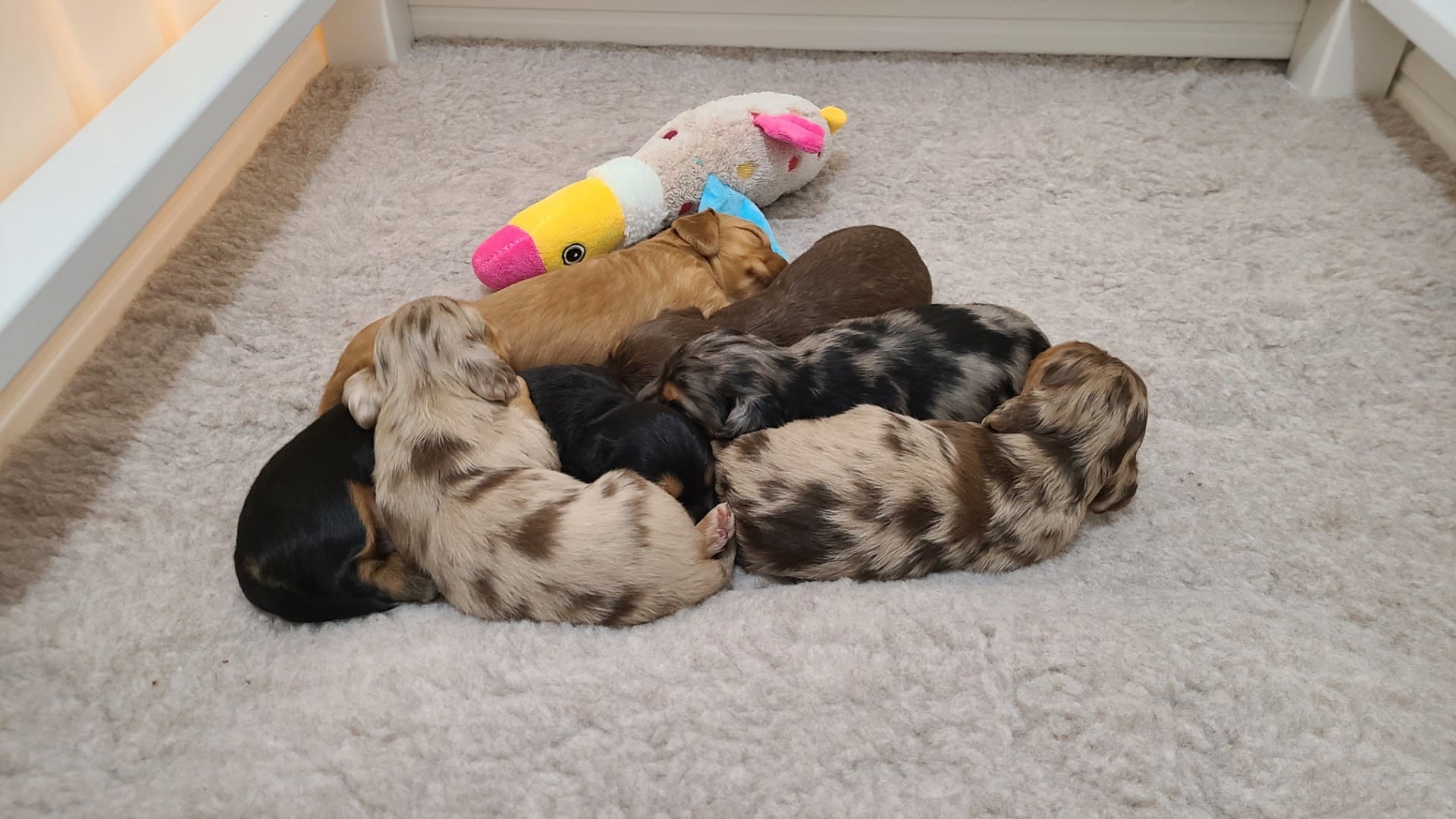 The Legacy Litter Sired by Roman in 2024 5 Boys & 1 Girl